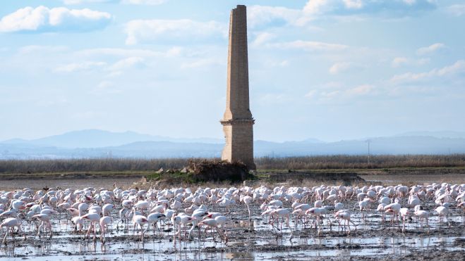 Flamencos en l'Albufera de València