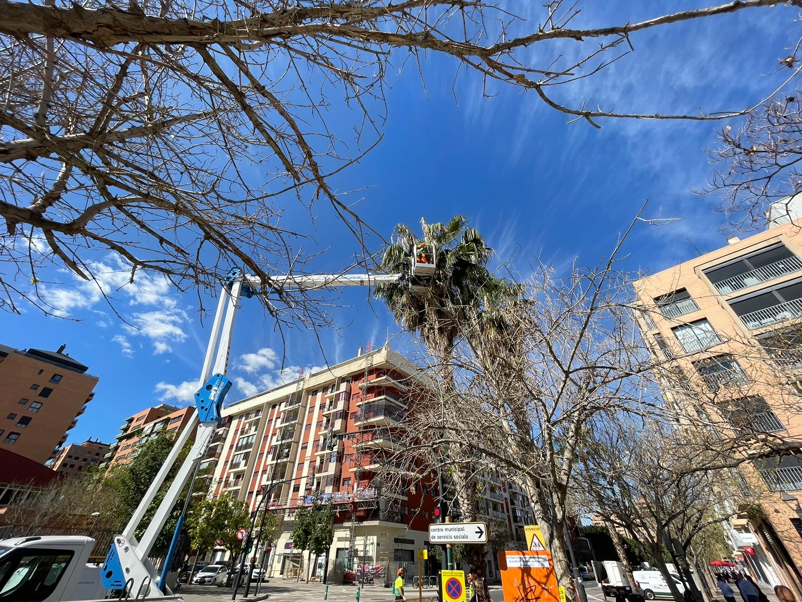 Poda de palmeras en València
