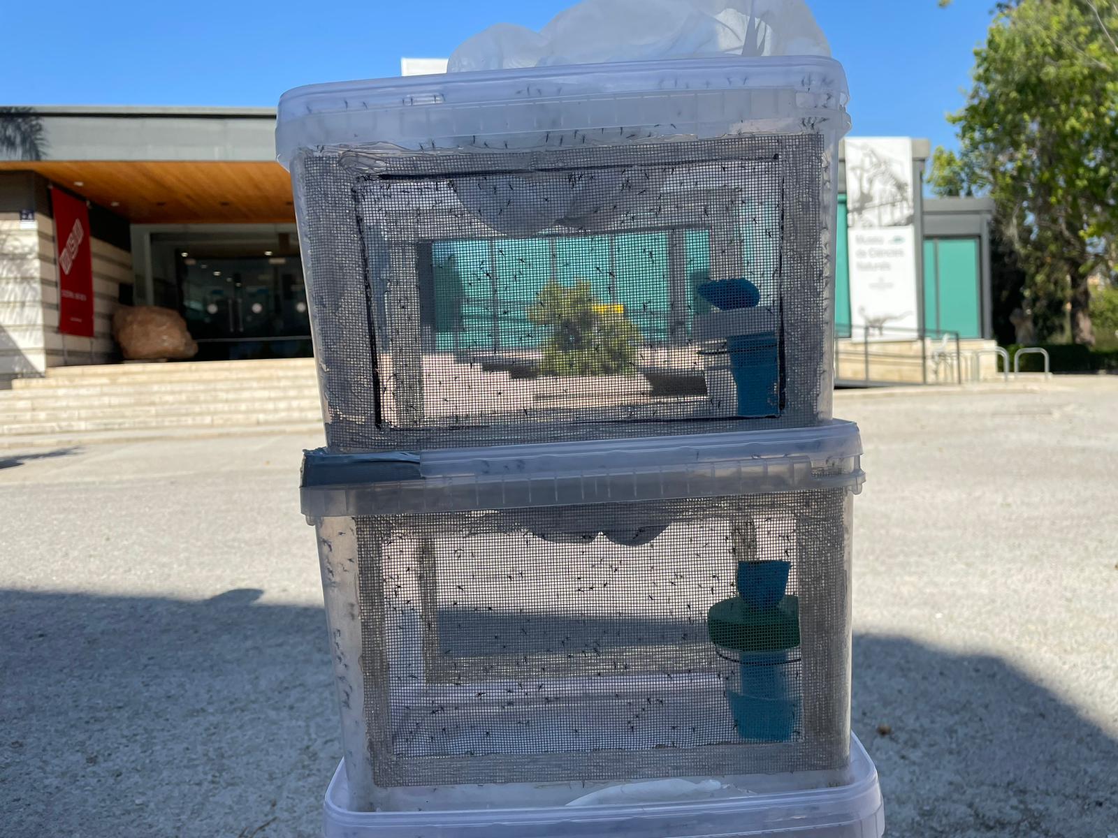 Solta Mosquit Tigre a València