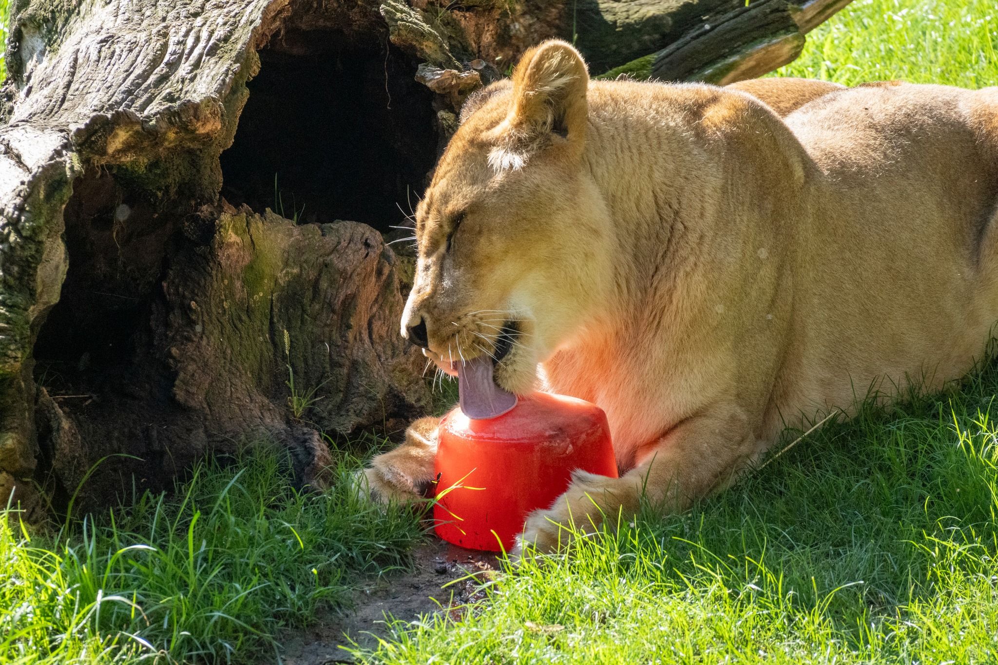 Una leona del Bioparc con un bloque de hielo para refrescarse. Imagen: Bioparc Valencia