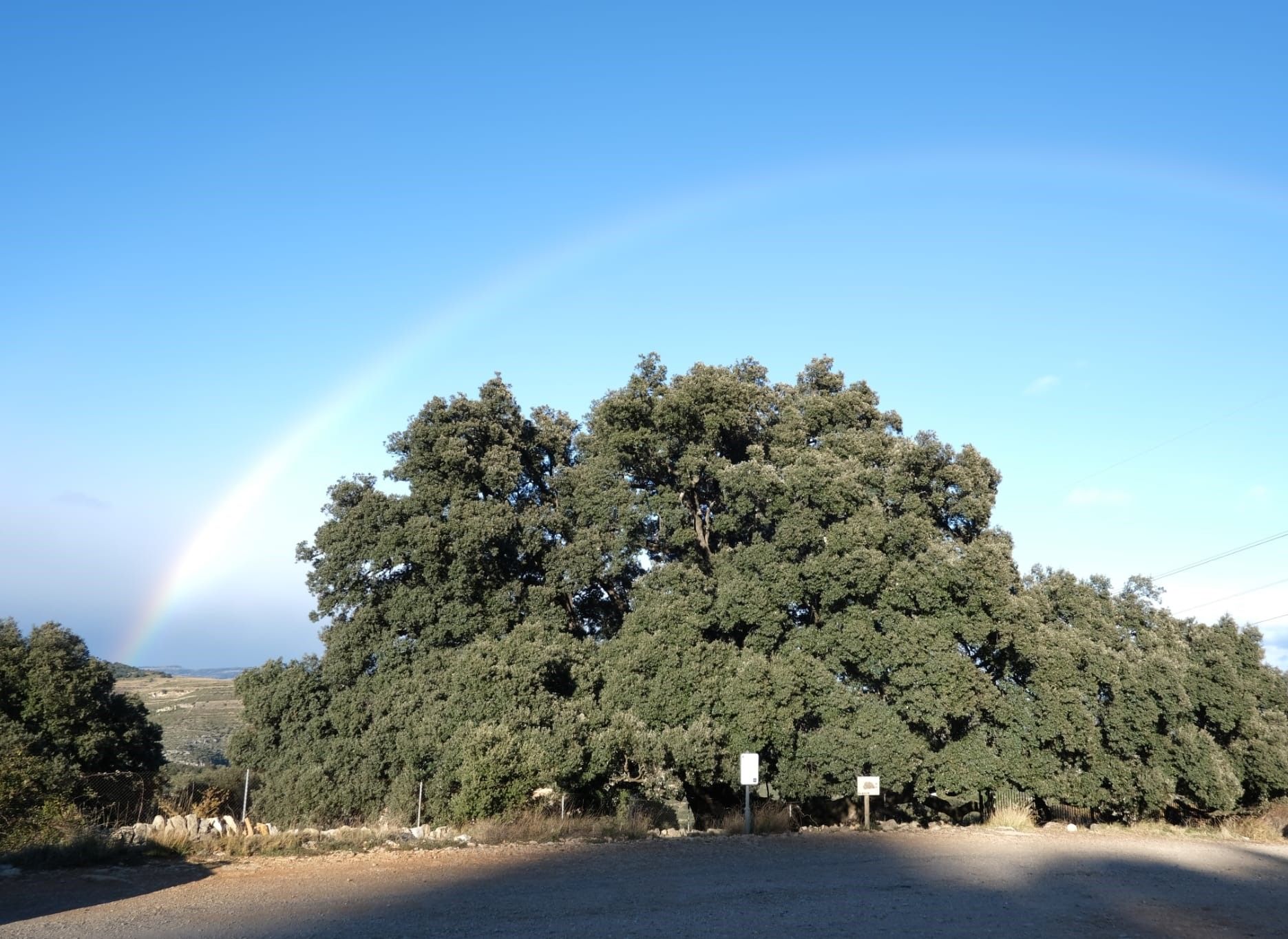 Àrbol monumental de la Comunitat Valenciana