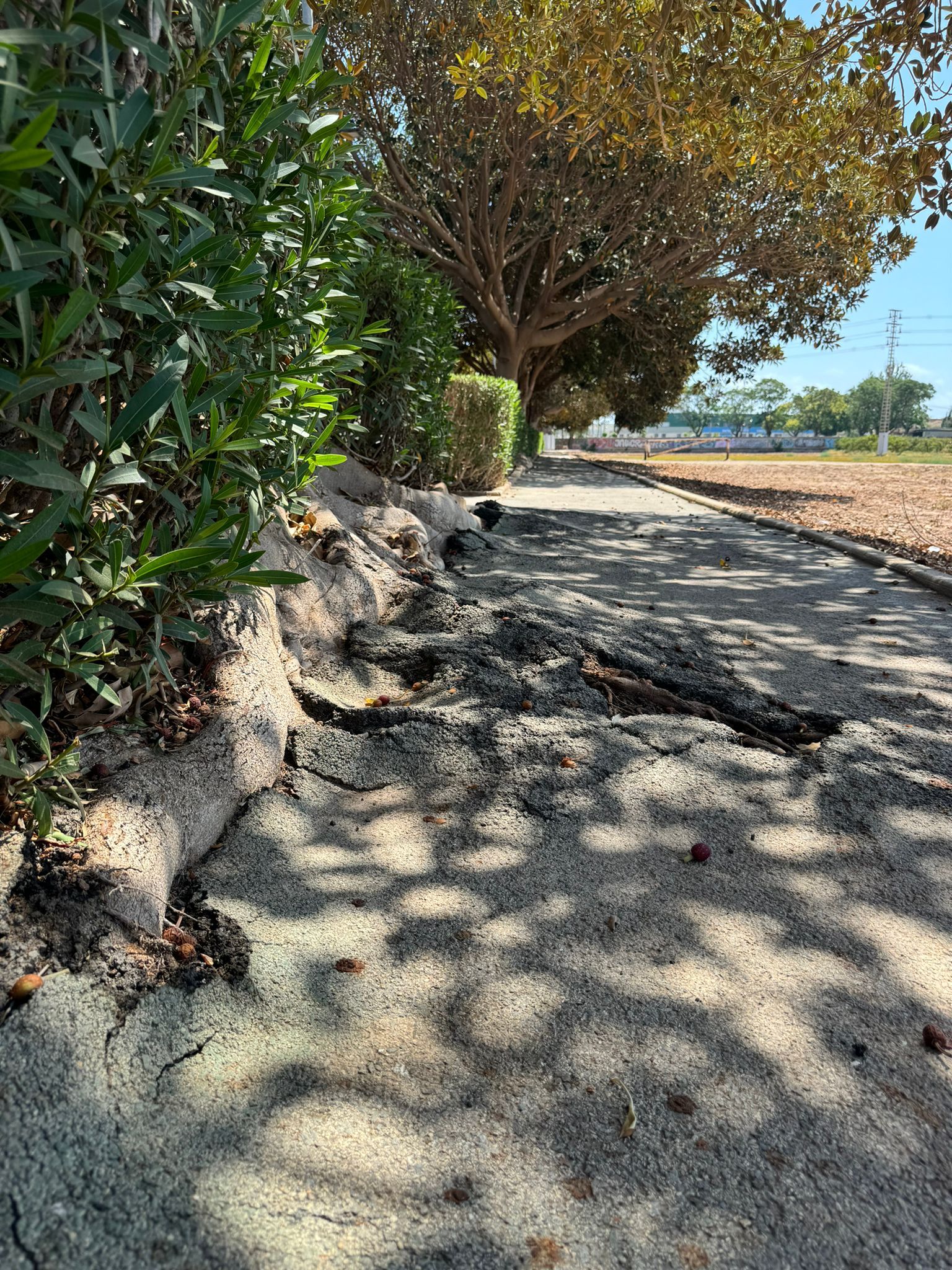 Arrels a la Ronda Sud de Foios