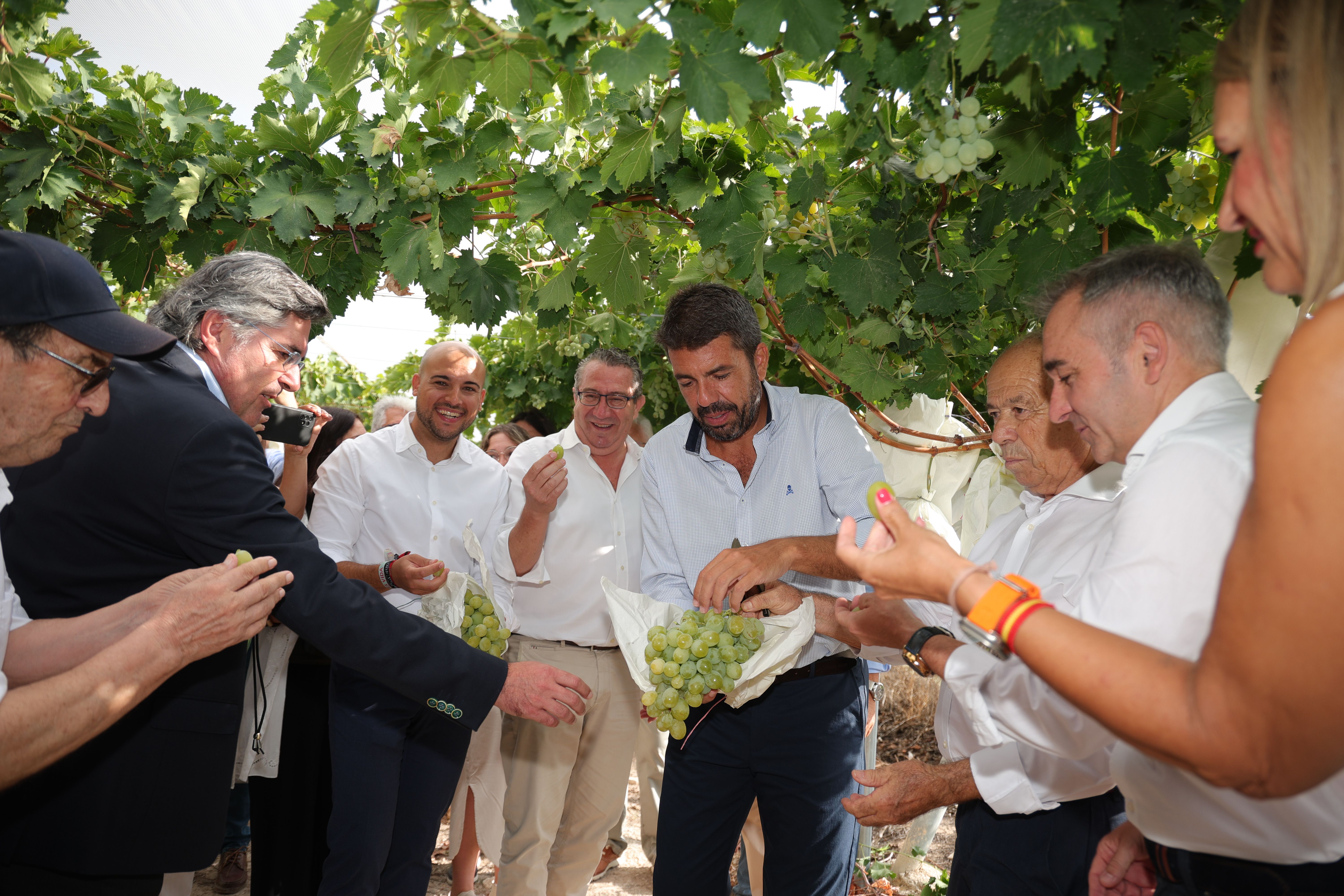 El president Carlos Mazón durante el acto del primer corte de la 'Uva Embolsada del Vinalopó'