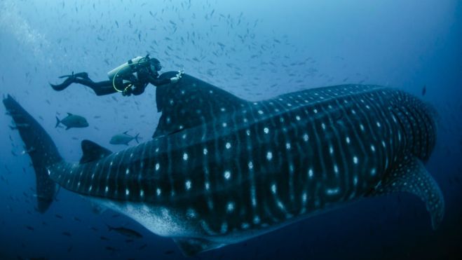 Un submarinista bucea al lado de un tiburón ballena. Autora: Sofía Green Un submarinista bucea al lado de un tiburón ballena. Autora: Sofía Green