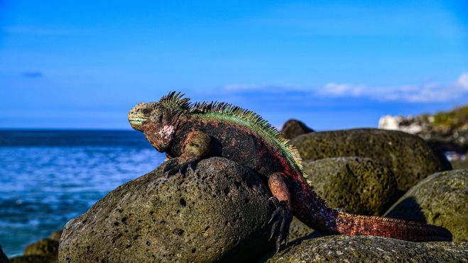 Una de las fotografías que se podrá ver en la exposición. Imagen: Alexander Custer Una de las fotografías que se podrá ver en la exposición. Imagen: Alexander Custer