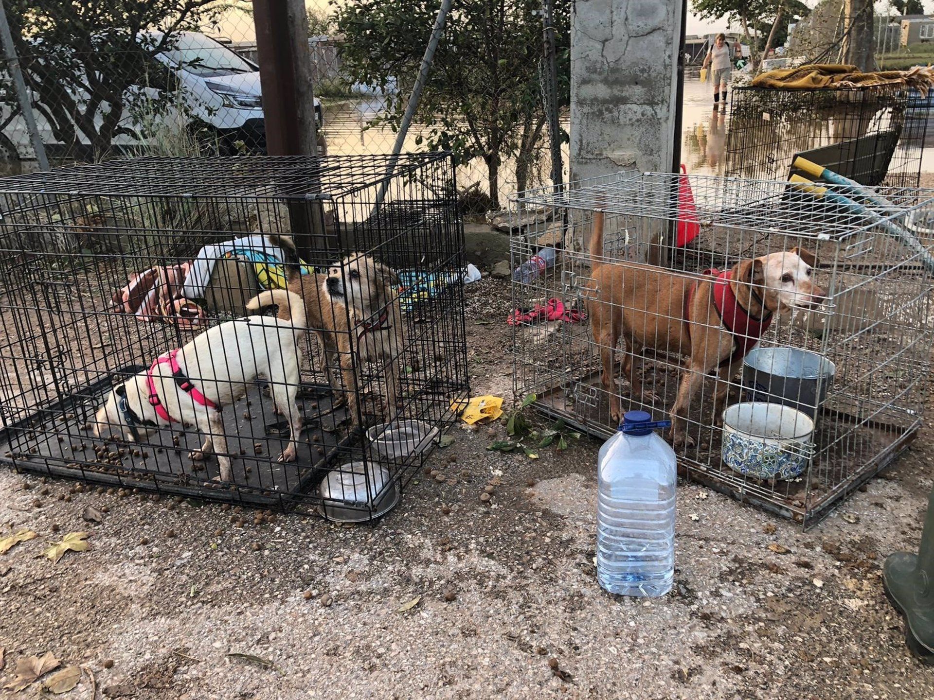 Animales rescatados por la DANA