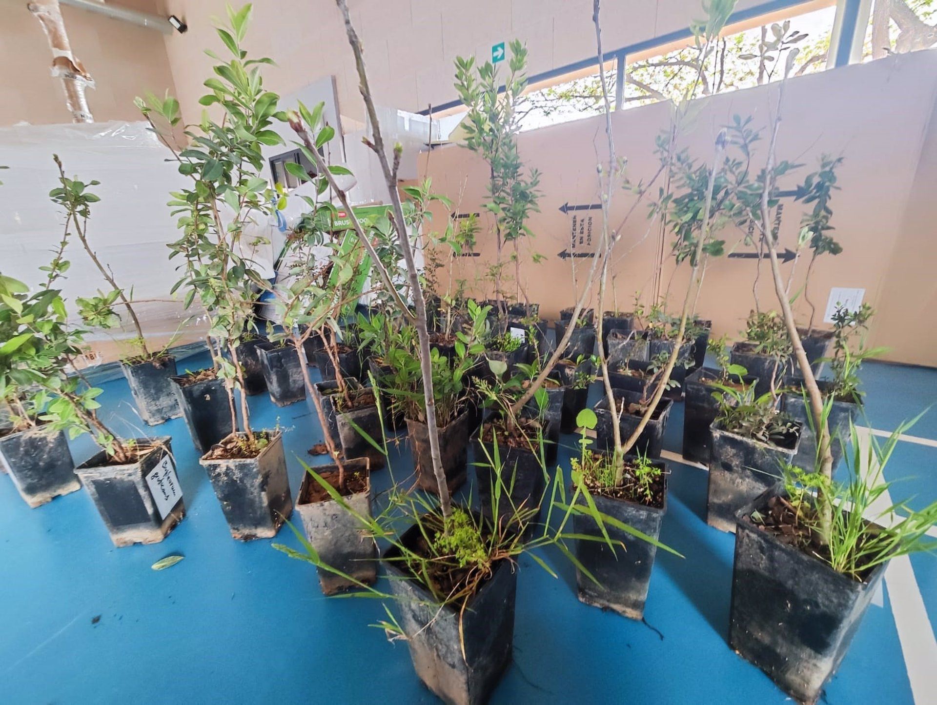 Plantas para el colegio de Alfafar afectado por la DANA.