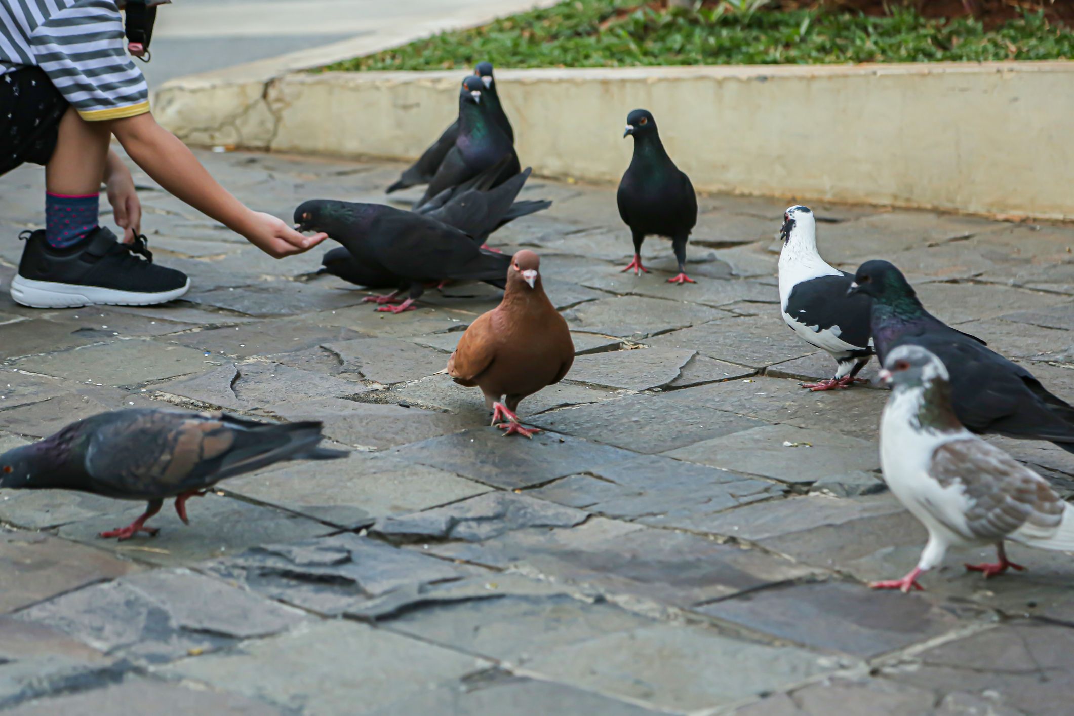 Una persona alimenta a las palomas - Foto: GettyImages 