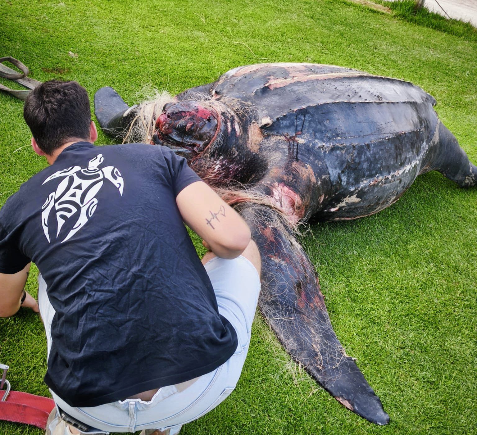 Tortuga láud en El Saler, Valencia