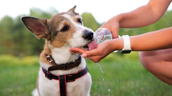 Un perro bebe agua por el calor