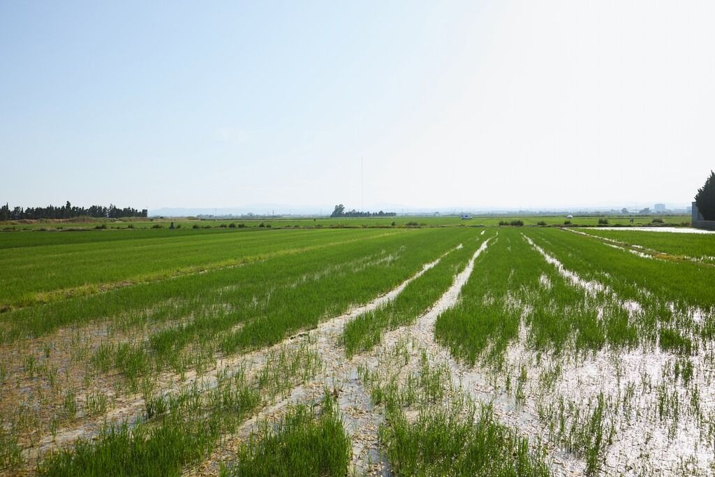 Albufera de València Albufera de València