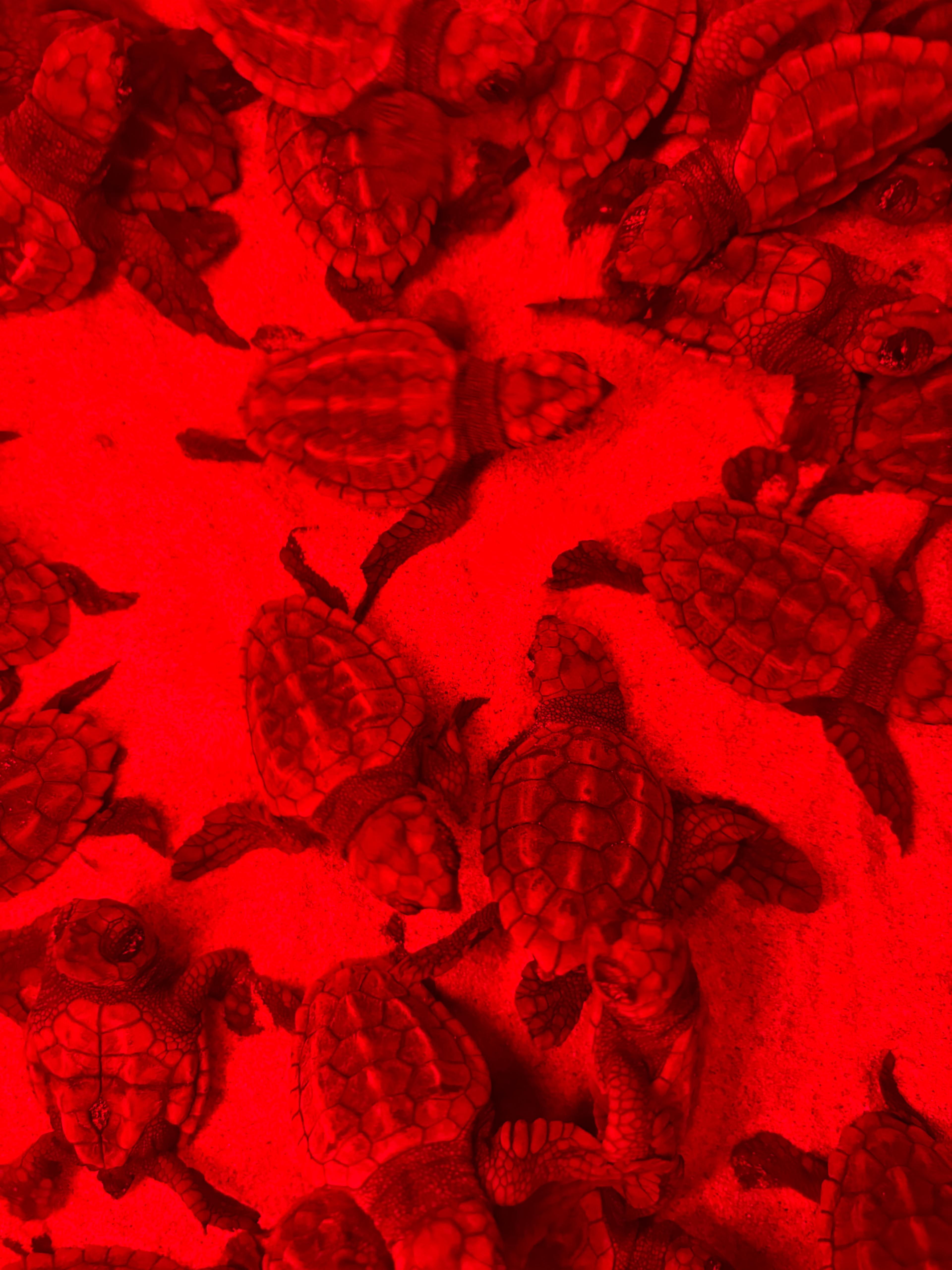 43 tortugues marines han nascut hui a València