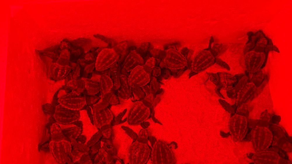 Incubadora de tortugas Incubadora de tortugas