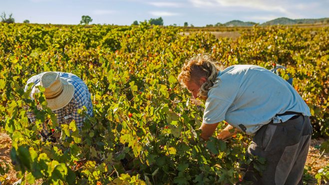Vendimias en Tierra Bobal