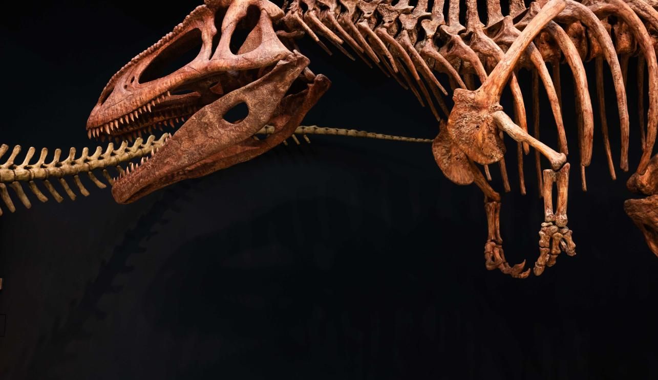 Réplica de Tyrannotitan chubutensis expuesto en Dinosaurios de la Patagonia. © Fundación "La Caixa" Réplica de Tyrannotitan chubutensis expuesto en Dinosaurios de la Patagonia. © Fundación "La Caixa"