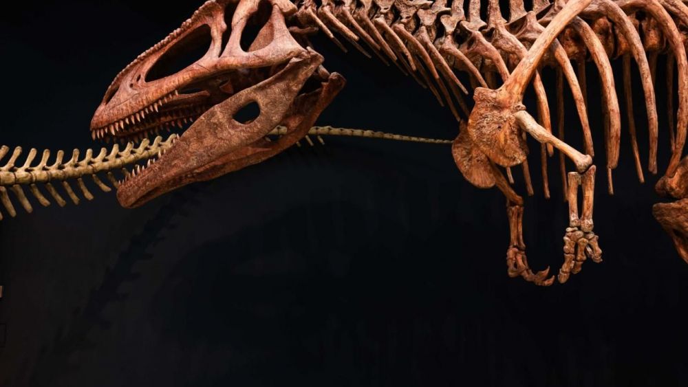 Réplica de Tyrannotitan chubutensis expuesto en Dinosaurios de la Patagonia. © Fundación "La Caixa" Réplica de Tyrannotitan chubutensis expuesto en Dinosaurios de la Patagonia. © Fundación "La Caixa"