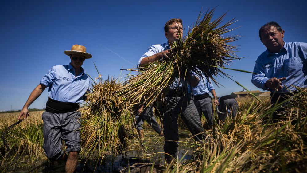 Demostración de siega manual Demostración de siega manual