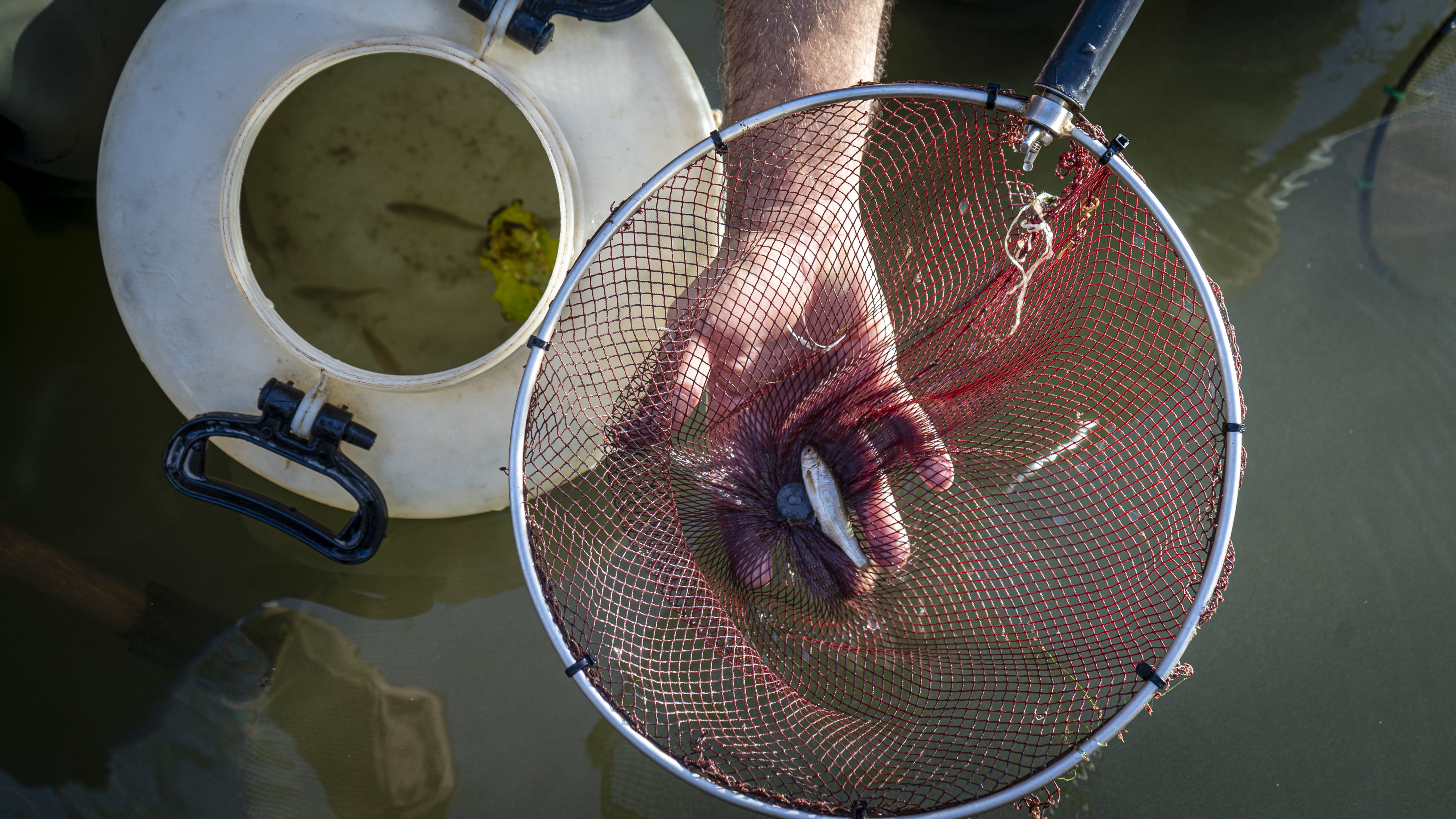 Medi Ambient i el Oceanogràfic reintrodueixen 33 loines en el riu Magre min