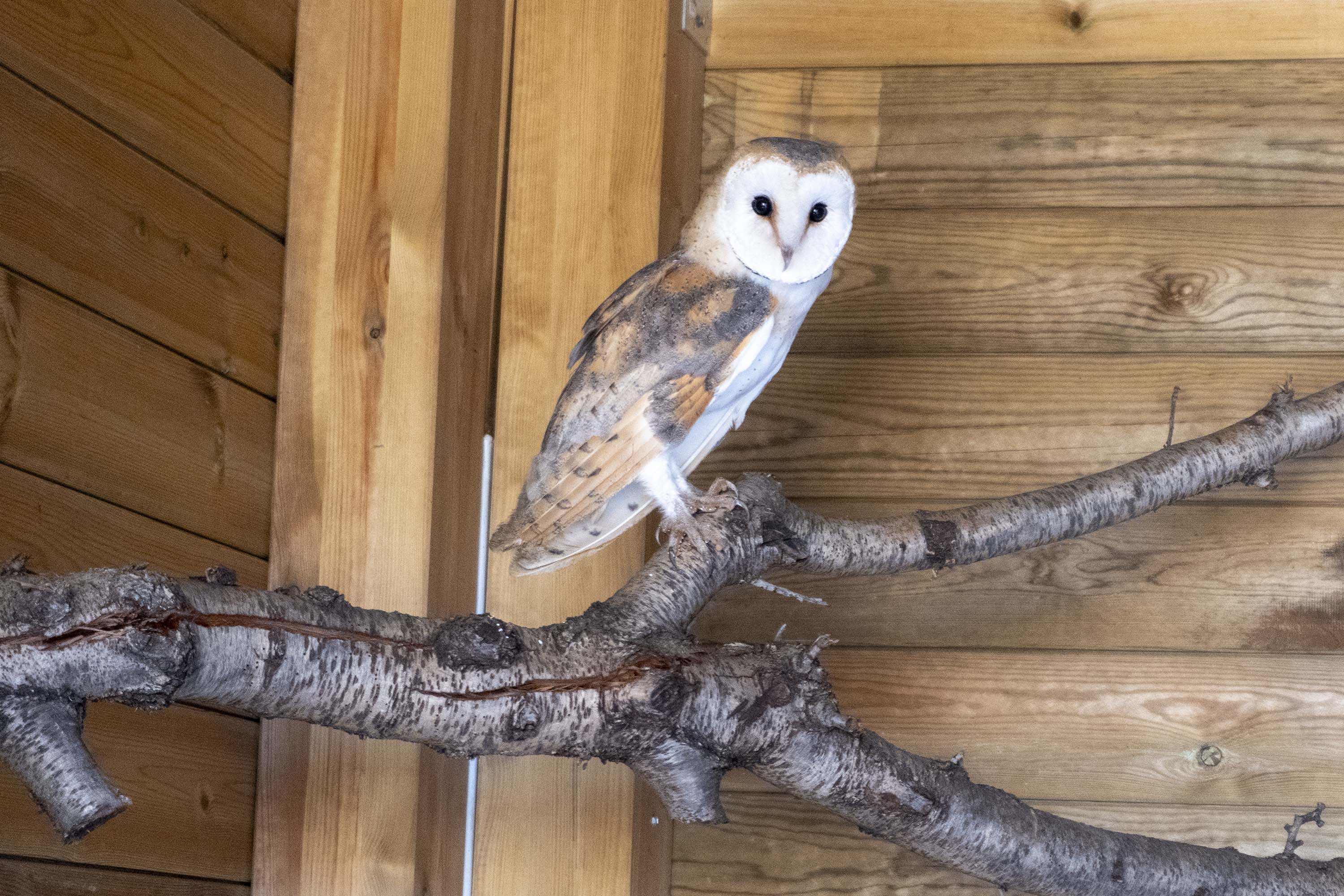 Exemplar d'òliba comuna a València