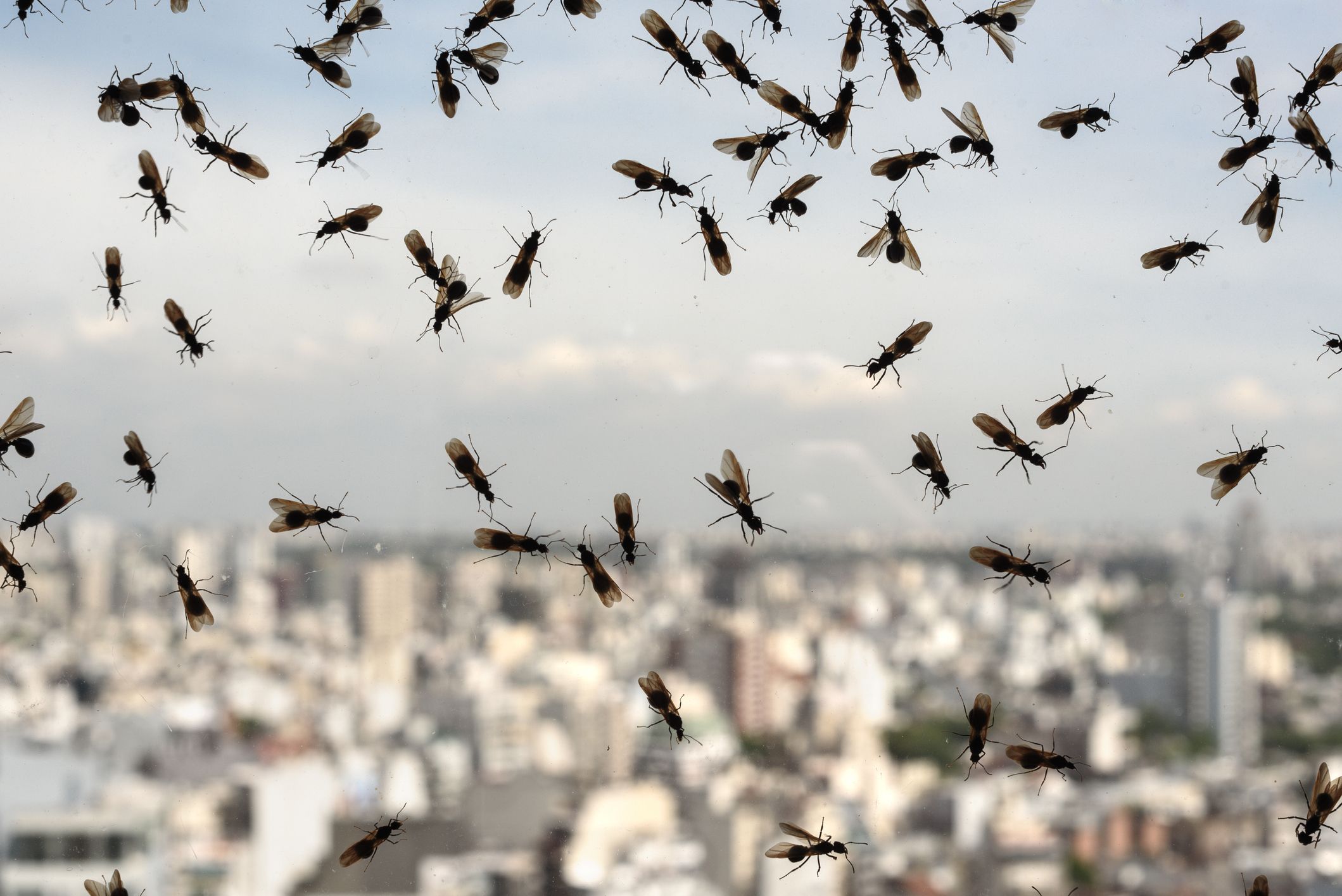 Hormigas voladoras - Foto: GettyImages