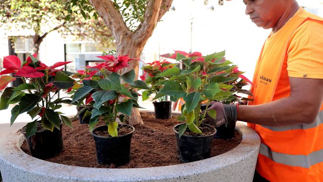 Col·locació de plantes ornamentals en els nous maceters de la plaça de l'Ajuntament de València