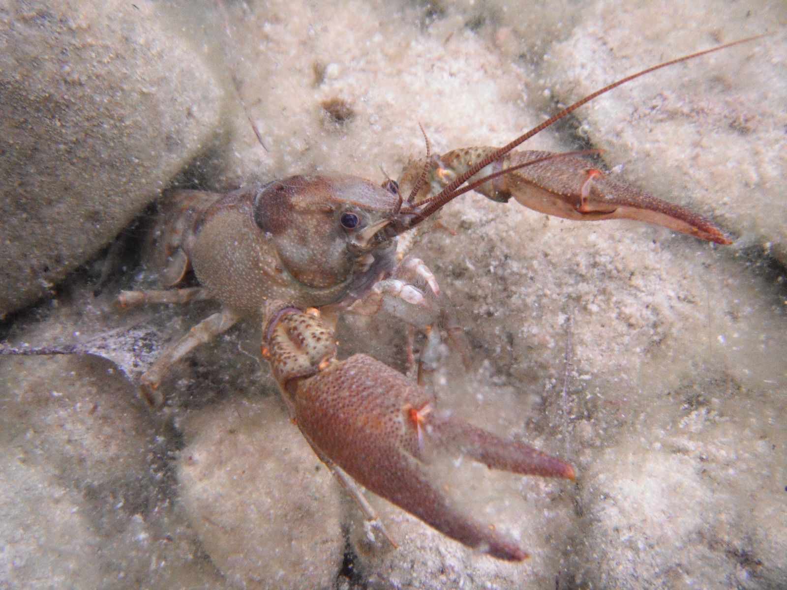 Un cranc de riiu a la Comunitat Valenciana