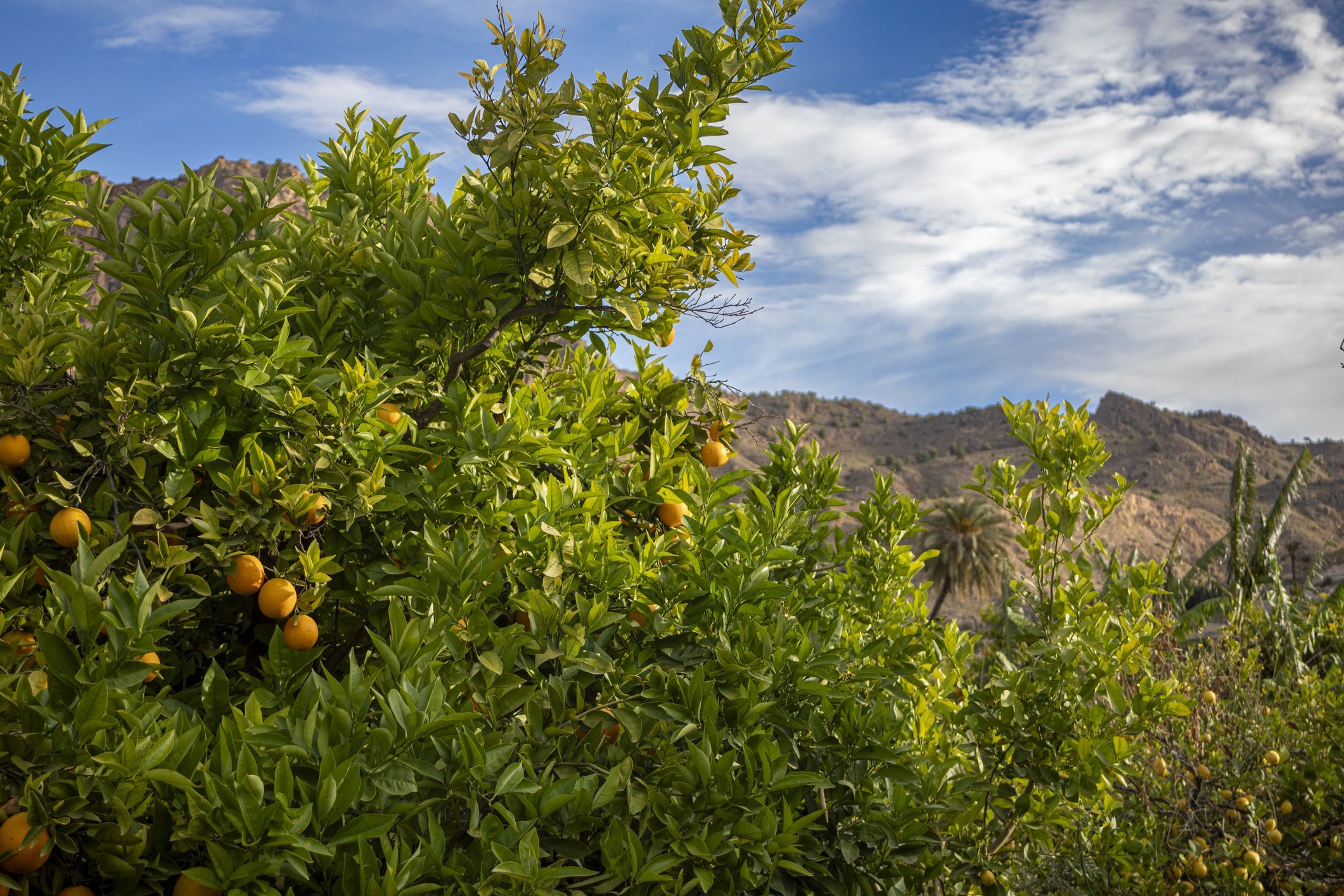 Horta de tarongers en zona forestal