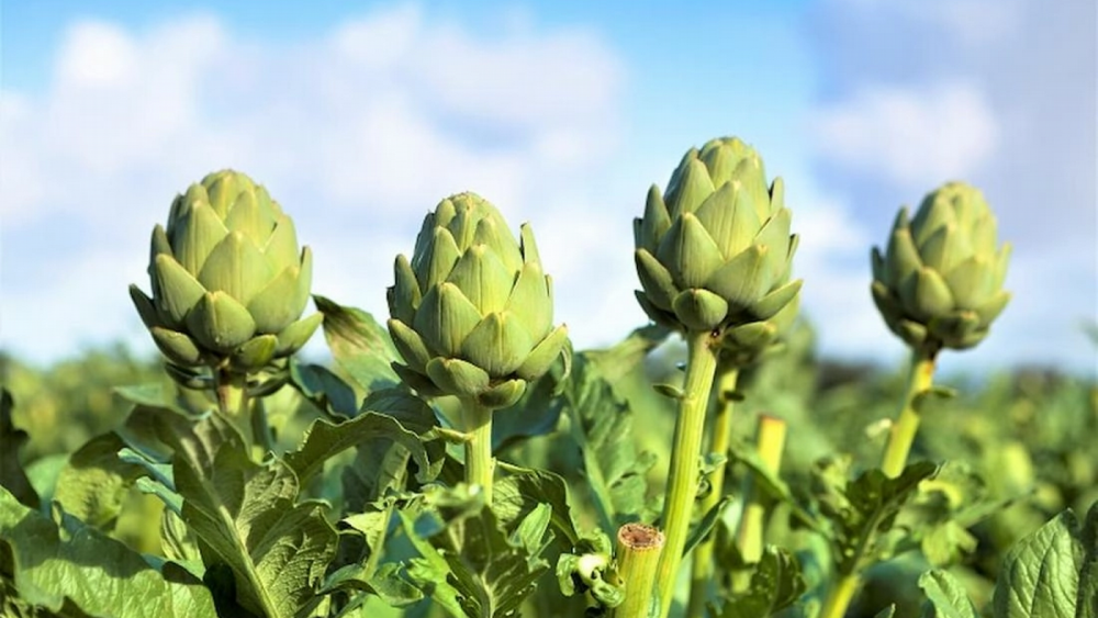 Alcachofas valencianas - Foto: Visit València