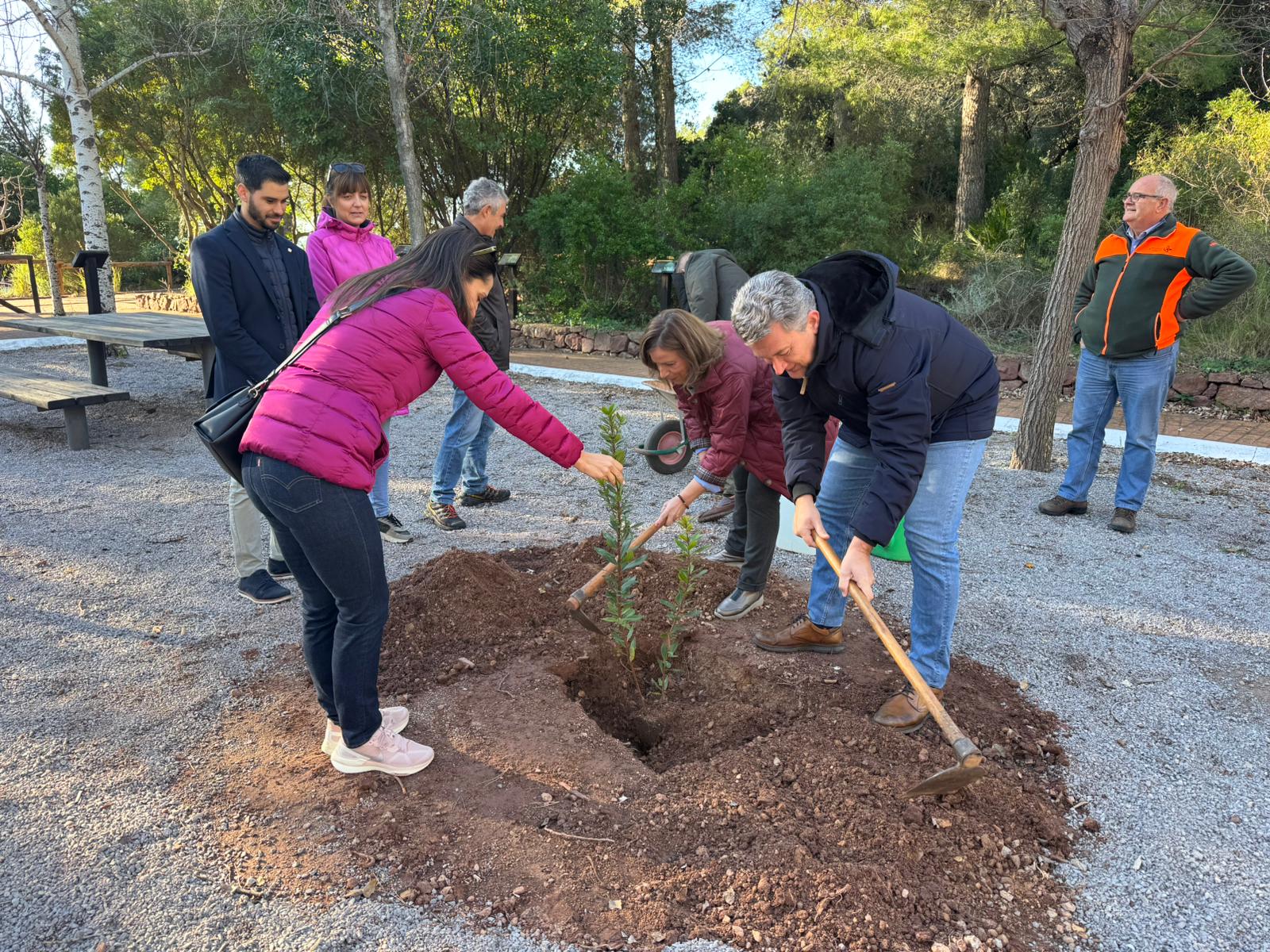 Plantació d'un nou arbre en una zona verda de la ciutat.