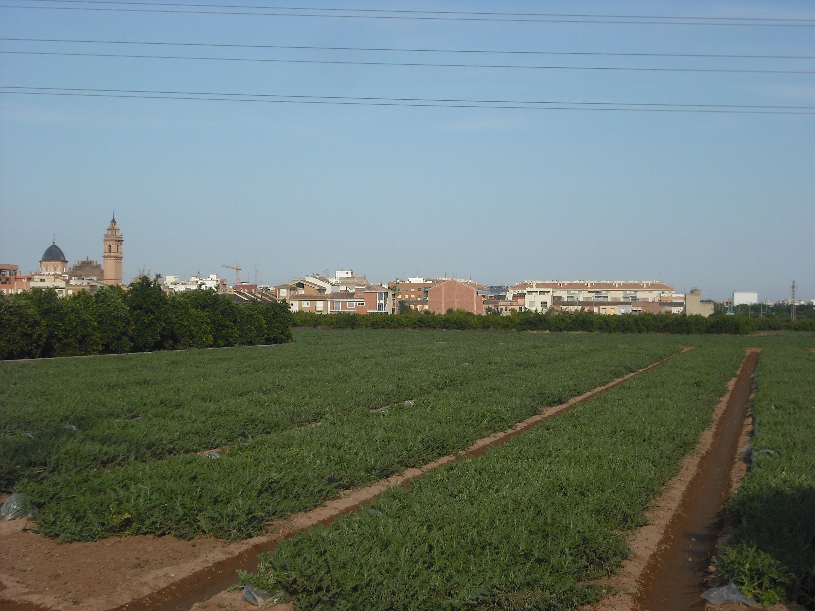 Horta de xufa de Foios