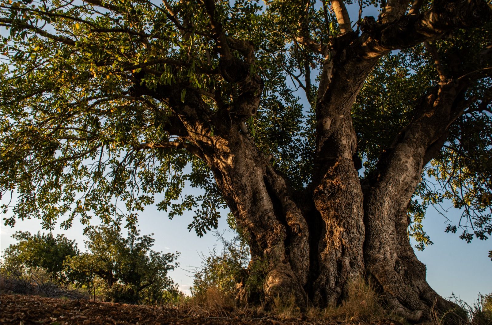 Un arbre centenari en València Un arbre centenari en València