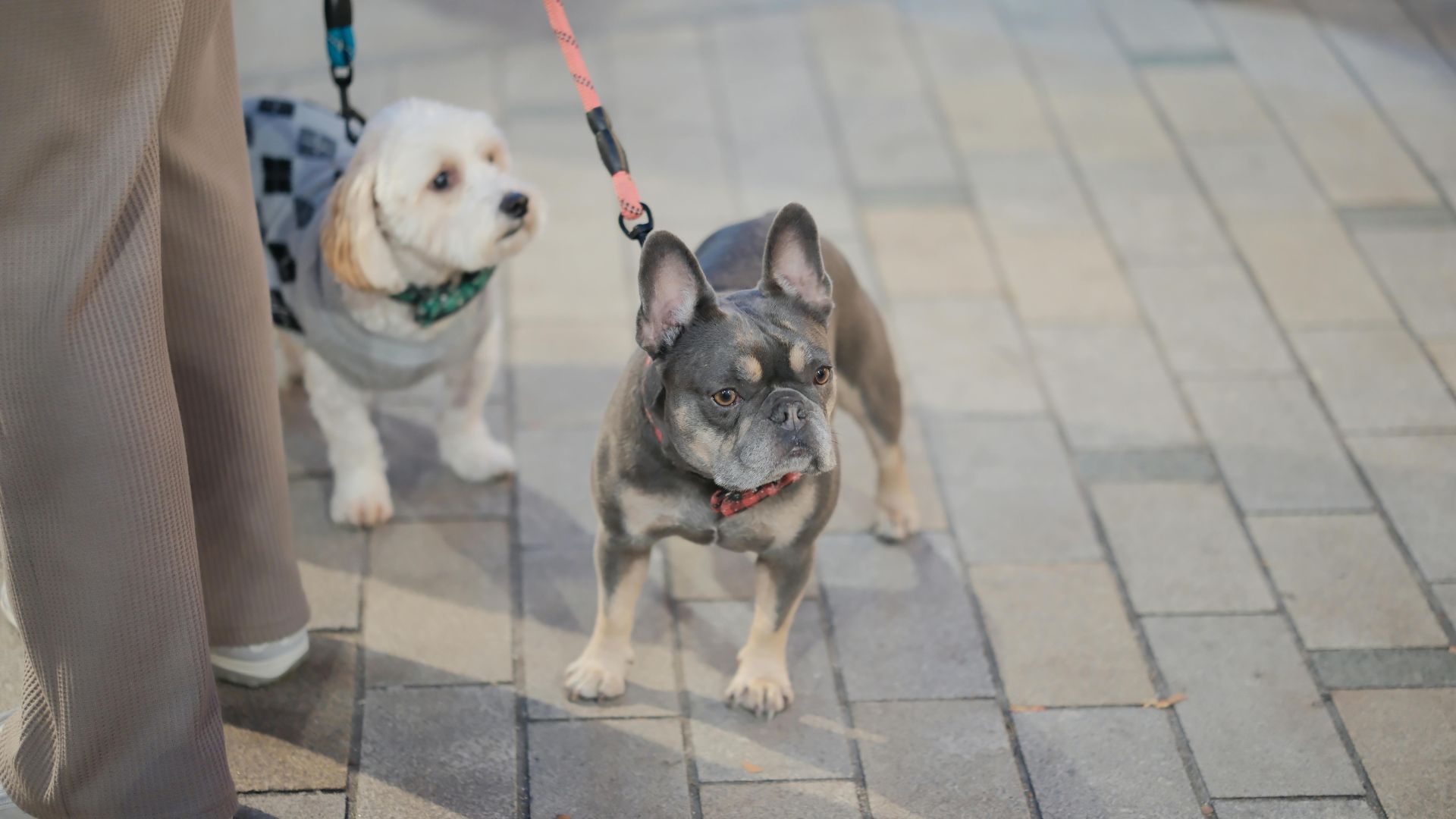 Paseo de animales por la calle.