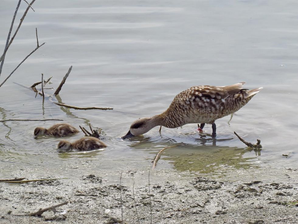 260317 VICE3 foto cerceta pardilla1