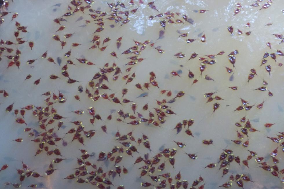 Conservación de la 'tortugueta'