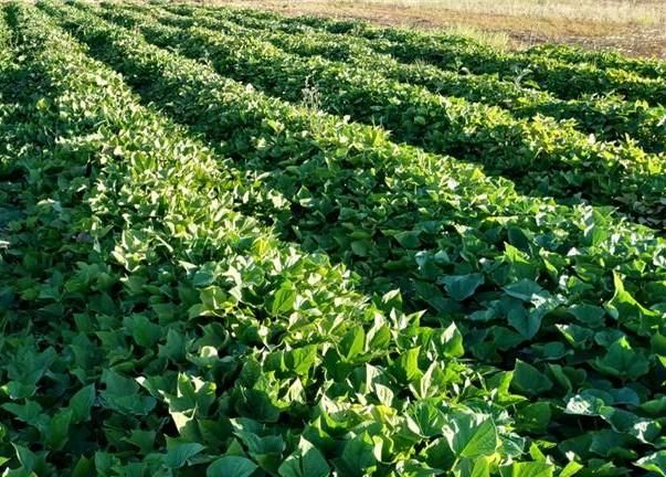 Producció del moniaro Producció del moniaro