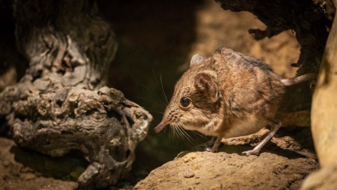 La musaraña elefante de orejas cortas