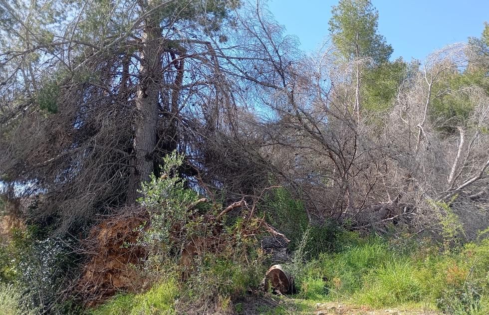 260508+Pinos+Vilamarxant