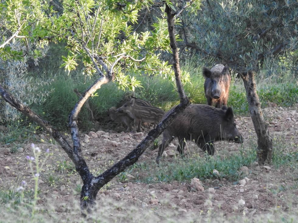 260509 MED FOTO Jabal%C3%AD