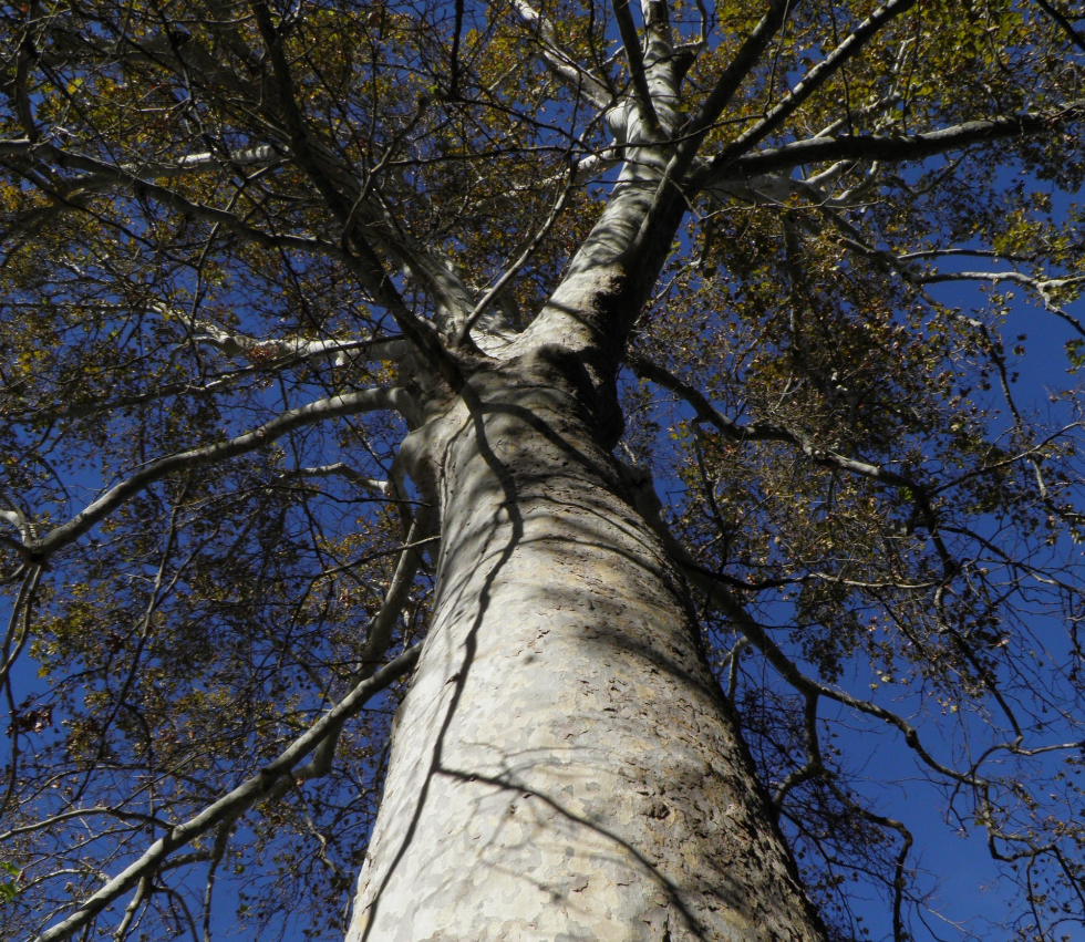 Arbres. Arbres.