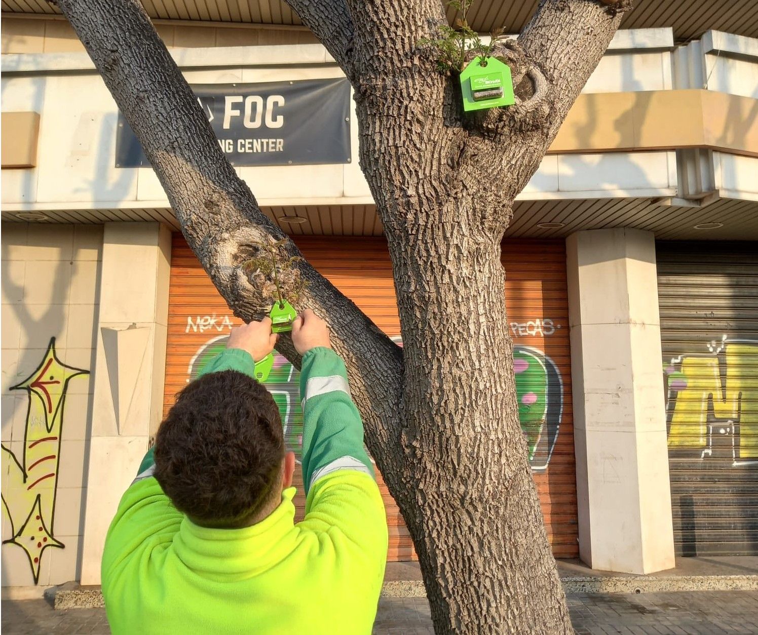2026 05 22 Foios introdueix marietes per a acabar amb el pugó 2026 05 22 Foios introdueix marietes per a acabar amb el pugó