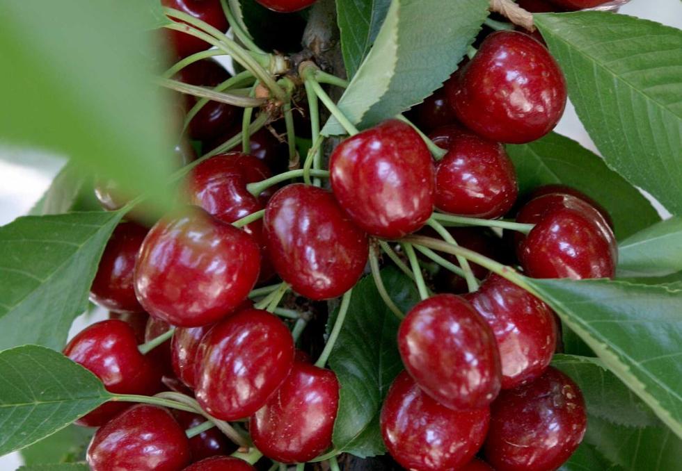 Cerezas 33 Cerezas 33