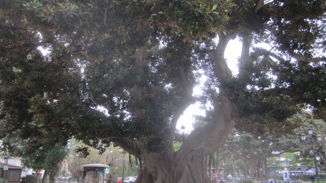  Ficus del Parterre 