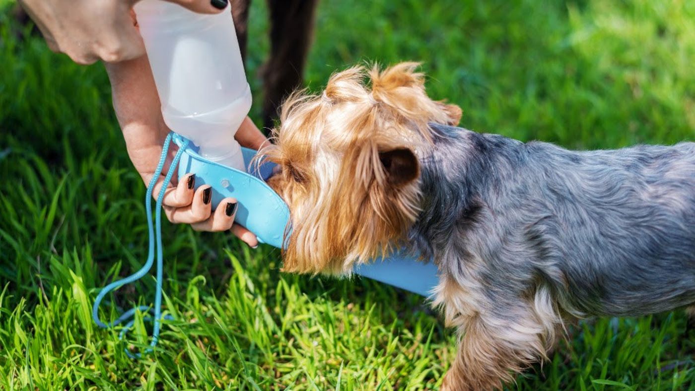 Un perro bebe agua por el calor Un perro bebe agua por el calor