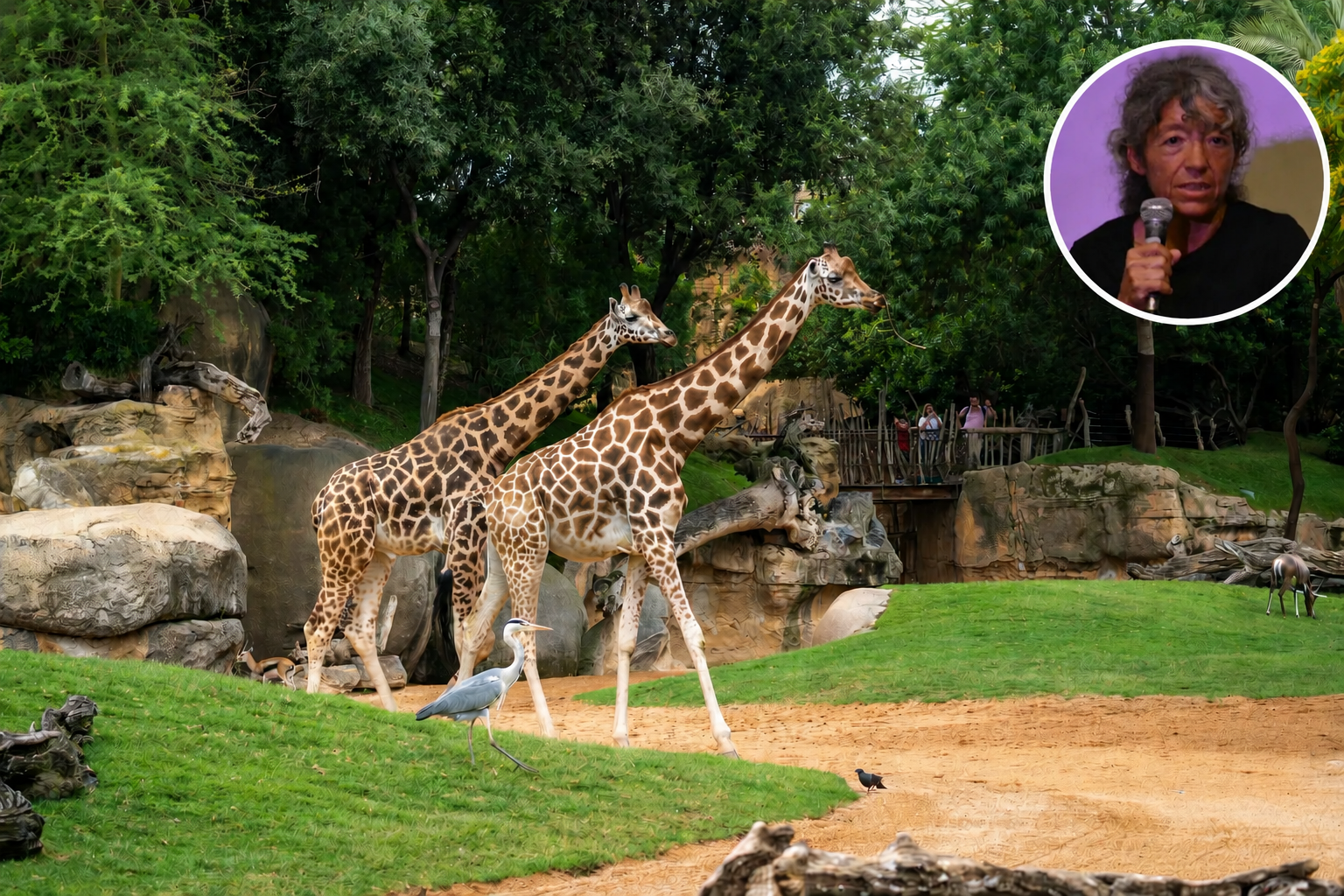 Rosa Más, biòloga: “BIOPARC València és un zoo més gran i més bonic, però continua sent un zoo” Rosa Más, biòloga: “BIOPARC València és un zoo més gran i més bonic, però continua sent un zoo”