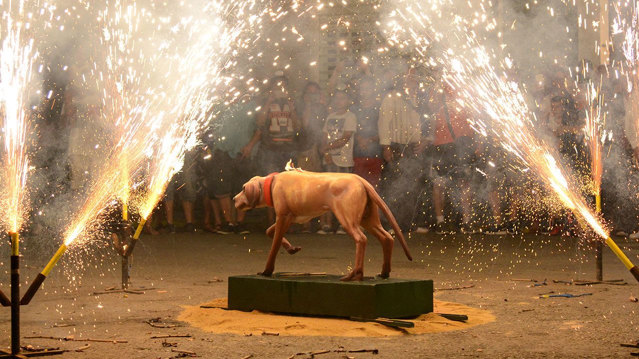 Dia del Gos a Paiporta Dia del Gos a Paiporta