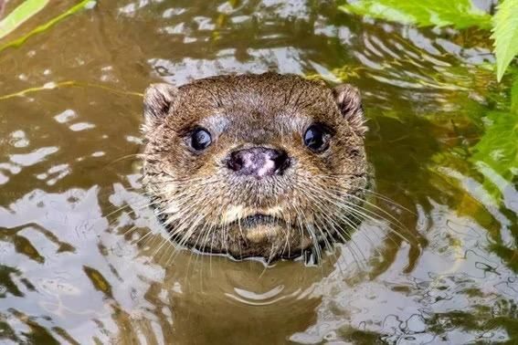 image?url=https%3A%2F%2Fcomunica.gva.es%2Fo%2Fadaptive media%2Fimage%2F413712603%2Fm%2Fnutria%2Brecurso image?url=https%3A%2F%2Fcomunica.gva.es%2Fo%2Fadaptive media%2Fimage%2F413712603%2Fm%2Fnutria%2Brecurso