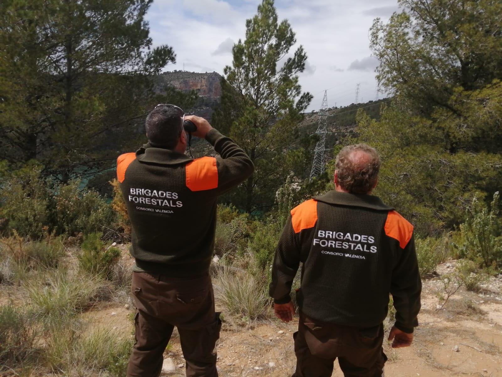 Brigadas forestales Brigadas forestales