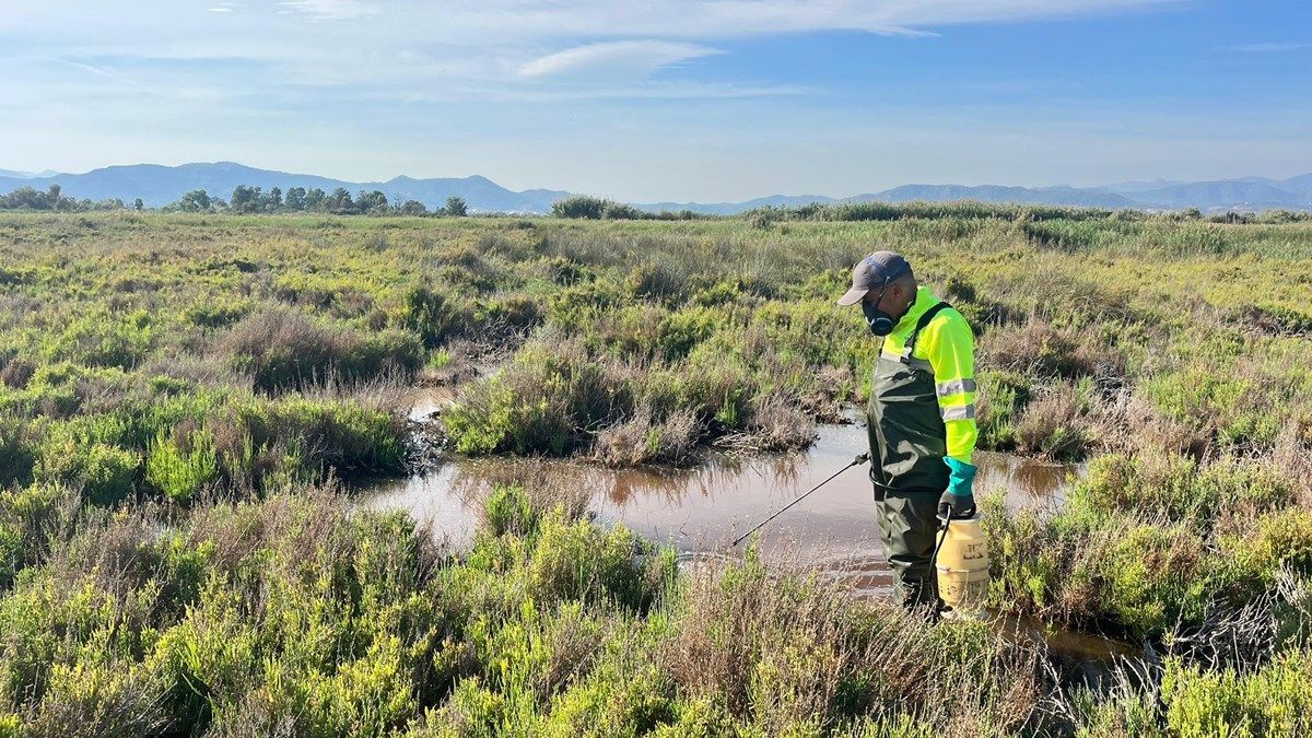 Control contra mosquitos tigre en Sagunto
