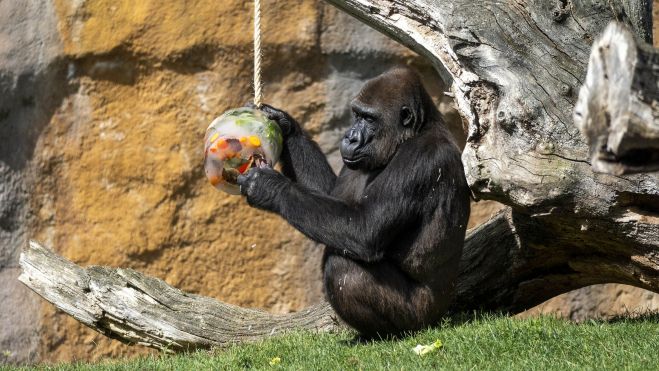 Verano 2026 Helados para los animales de BIOPARC Valencia enriquecimiento ambiental gorilas (1) Verano 2026 Helados para los animales de BIOPARC Valencia enriquecimiento ambiental gorilas (1)
