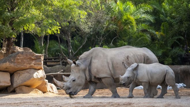 Septiembre 2026 Kairu, la cría de rinoceronte de BIOPARC Valencia, cumple 10 meses Septiembre 2026 Kairu, la cría de rinoceronte de BIOPARC Valencia, cumple 10 meses